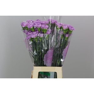 Di St Fl Moonaqua 70 Cm