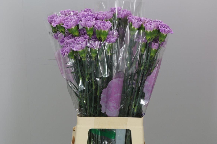 <h4>Di St Fl Moonaqua</h4>