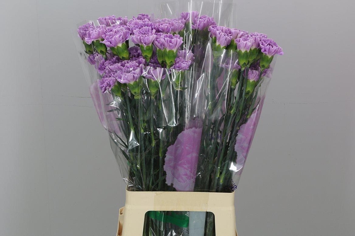 <h4>Di St Fl Moonaqua</h4>