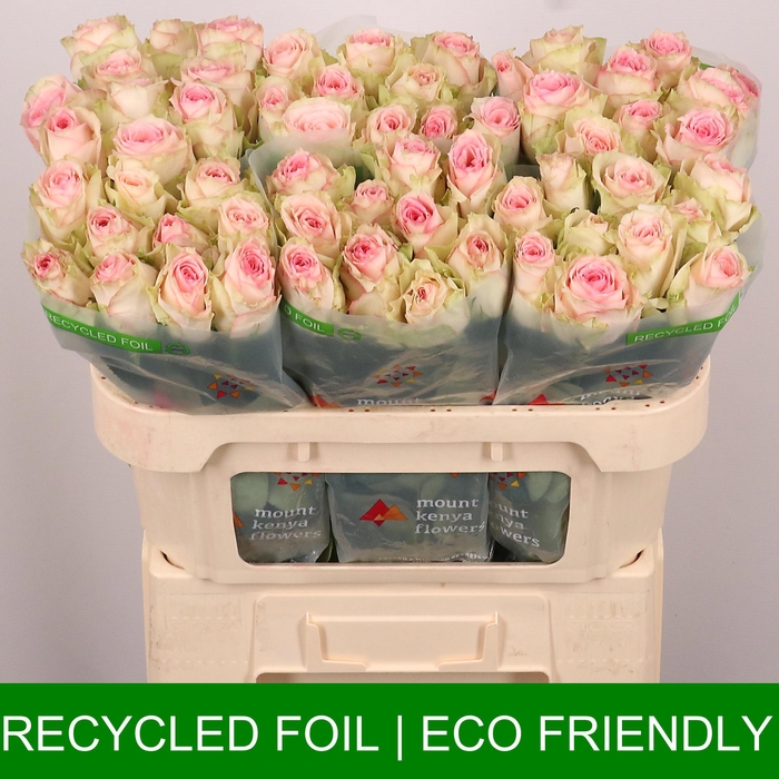 <h4>R GR ESPERANCE</h4>