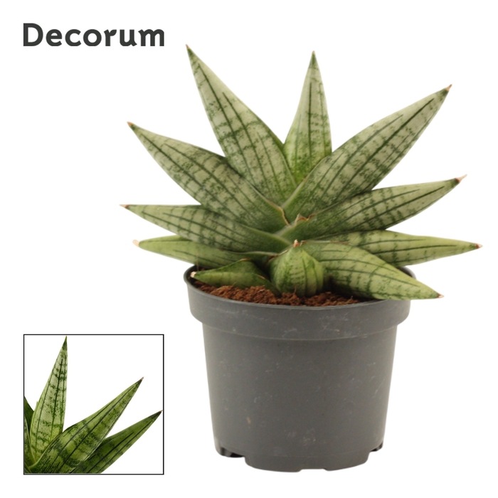 Sansevieria Yaya Fan 9 cm (Decorum)
