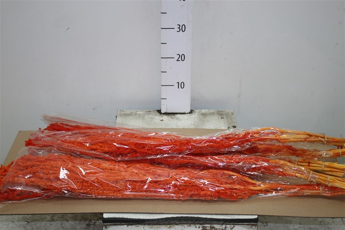 <h4>Dried Amaranthus Orange</h4>