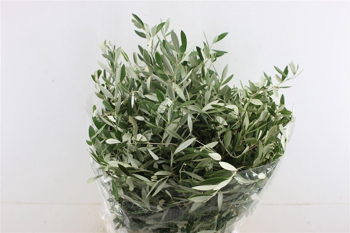 <h4>Olea europaea</h4>