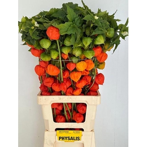 PHYSALIS LAMPION TAK