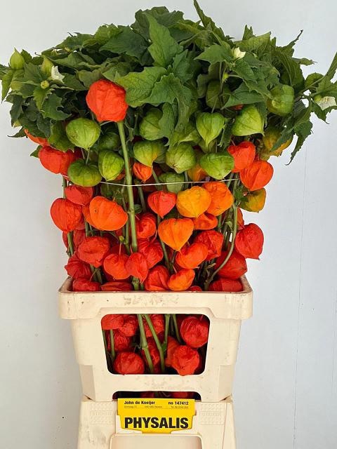 <h4>PHYSALIS LAMPION TAK</h4>