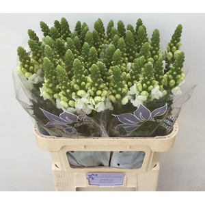 Antir Antibes White 75cm