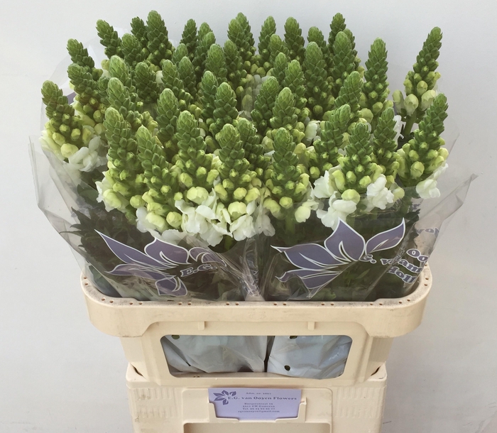 <h4>Antir Antibes White 75cm</h4>