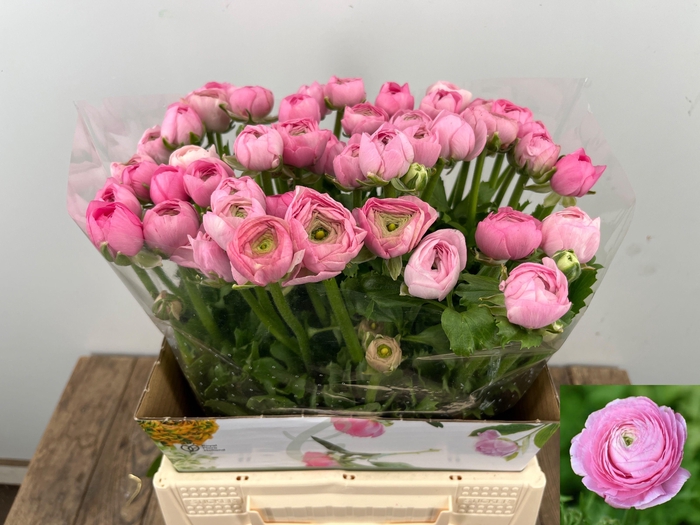 <h4>RAN EL PINK</h4>