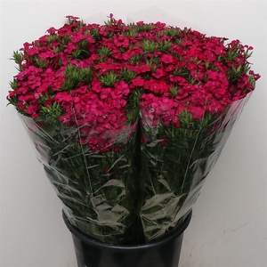 Di Barb Amazon Cherry Super