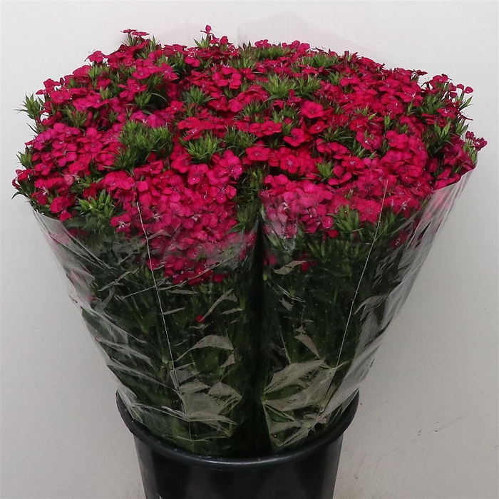 <h4>Di Barb Amazon Cherry Super</h4>