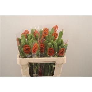 Ornithogalum Thy Milky Way White