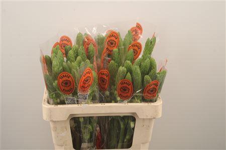 <h4>Ornithogalum Thy Milky Way White</h4>