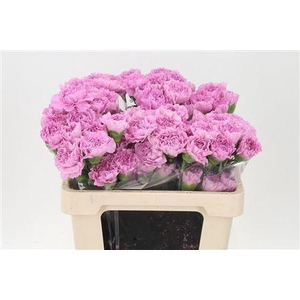 Di St Std Clearwater