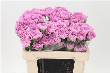 <h4>Di St Std Clearwater</h4>