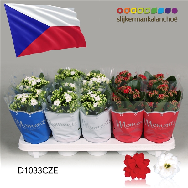 <h4>Kalanchoe Moments - Czech Republic flag</h4>