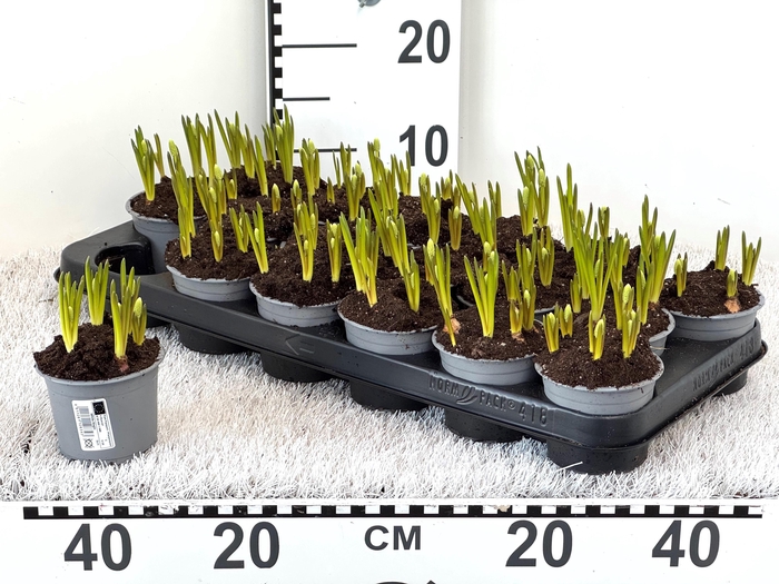 <h4>Muscar White Magic</h4>