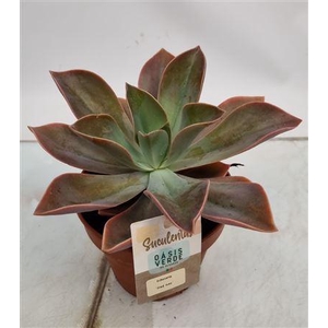 Echeveria Fred Ives