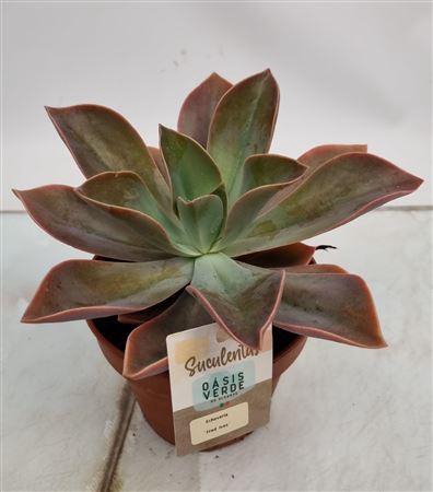<h4>Echeveria Fred Ives</h4>