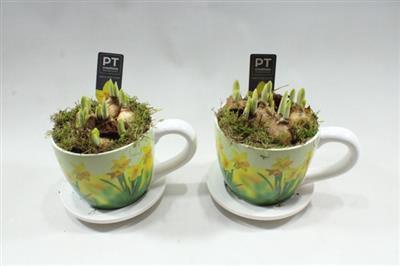 <h4>8727 Tete Xl Kop/schotel</h4>