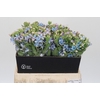 Oxypetalum Tweedia Blue