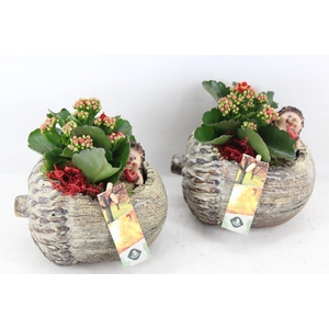 arr2 JS - Ker. eikel liggend 338/6