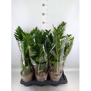 Zamioculcas zamiifolia