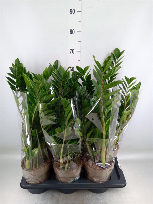 <h4>Zamioculcas zamiifolia</h4>