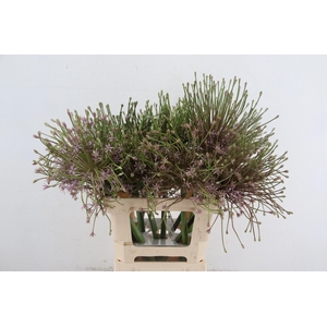 ALLIUM SCHUBERTII