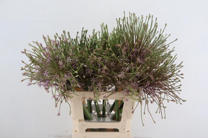 <h4>ALLIUM SCHUBERTII</h4>