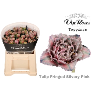 TU FR FRINGED SILVERY PINK