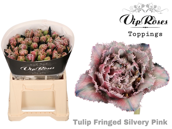 Tu Fr Vip Fringed Silvery Pink