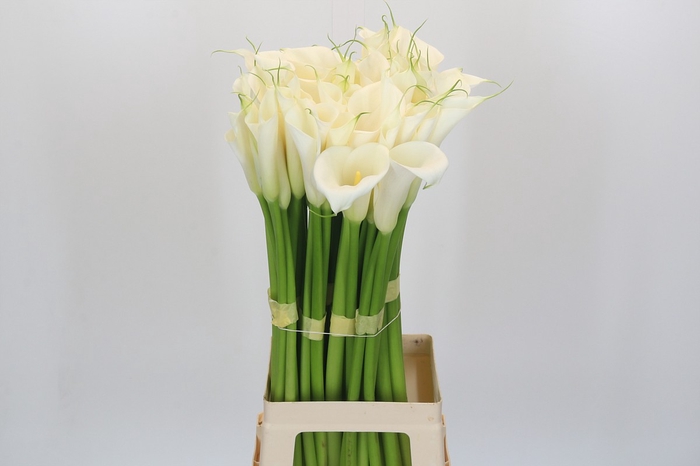 <h4>Zantedeschia Eydolls White</h4>
