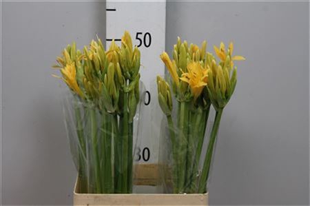 <h4>Lycoris Auroa</h4>