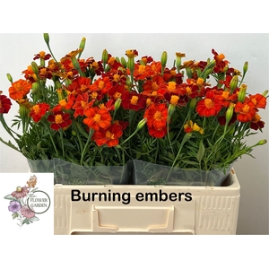 Tagetes Burning Amber Flowergarden