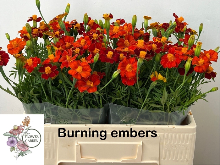 <h4>Tagetes Burning Amber Flowergarden</h4>