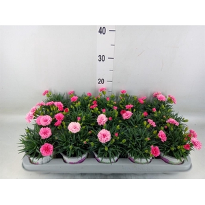 Dianthus  'I Love U'