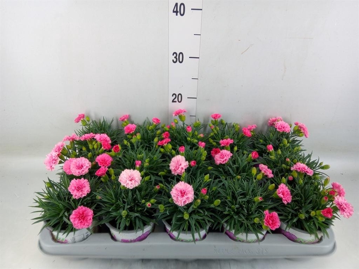 <h4>Dianthus  'I Love U'</h4>