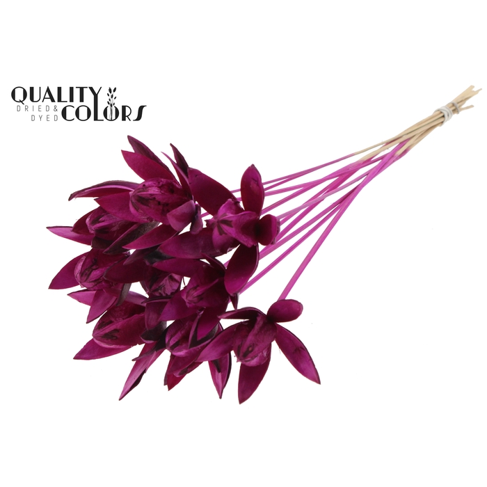 <h4>Wild Lilly on stem Lilac</h4>