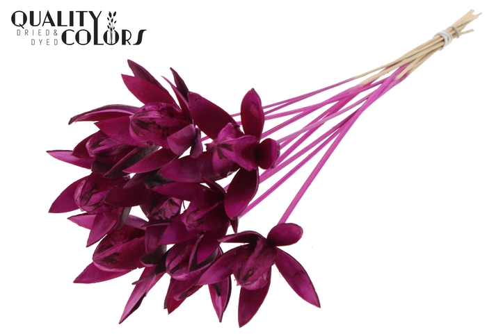 Wild Lilly on stem Lilac