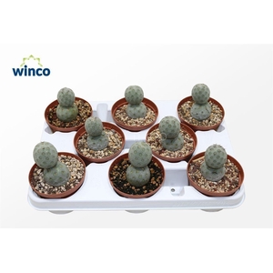 Tephrocactus Geometricans (two Balls)