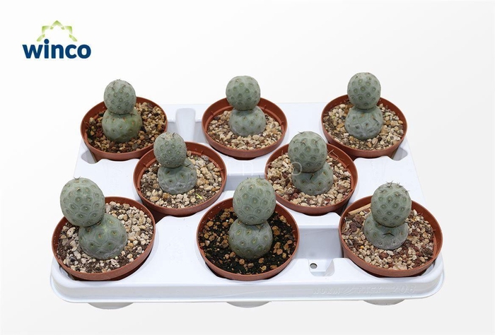 <h4>Tephrocactus Geometricans (two Balls)</h4>