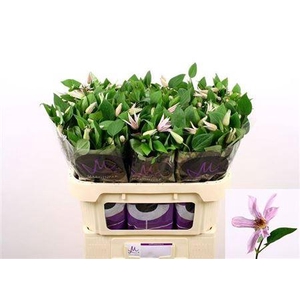 Clematis Amazing Miami 70cm