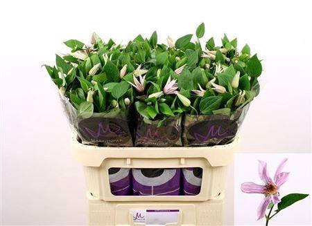 <h4>Clematis Amazing Miami 70cm</h4>