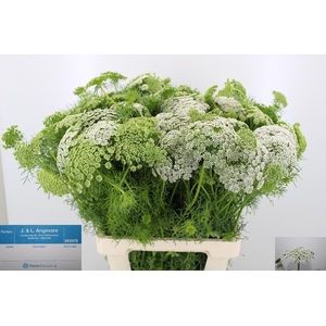 AMMI VIS CASABLANCA