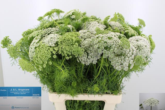 <h4>Ammi Visnaga Casablanca JL Angevare</h4>