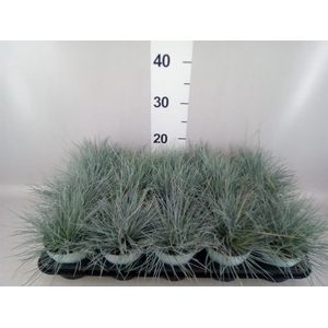 Festuca glauca 'Compacta Blue'