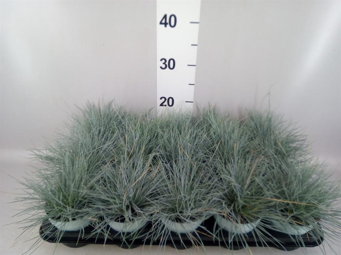 <h4>Festuca glauca 'Compacta Blue'</h4>
