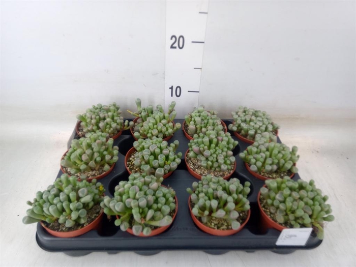 <h4>Succulents   ...</h4>