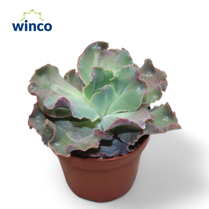 <h4>Echeveria Dick's Pink</h4>