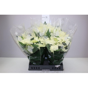 Euphorbia P Bush Alaska Wit 8+